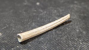 Scaphopod