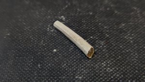 Scaphopod, fragment