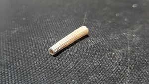 Scaphopod, fragment