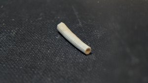 Scaphopod, fragment