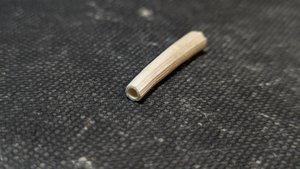 Scaphopod, fragment