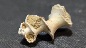 Gastropod, fragment