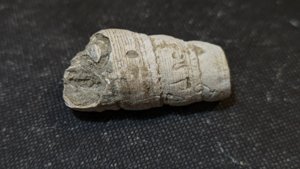 Gastropod, fragment