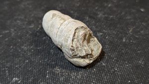Gastropod, fragment