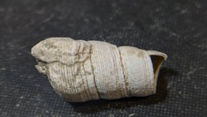 Gastropod, fragment