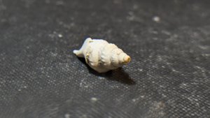 Gastropod