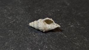 Gastropod