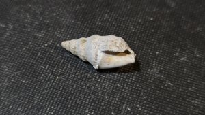 Gastropod