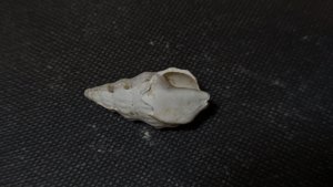 Gastropod