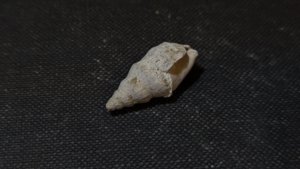 Gastropod