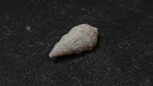 Gastropod