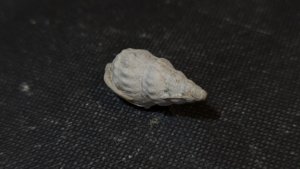 Gastropod