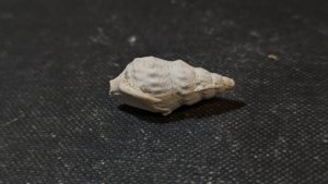 Gastropod