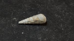Gastropod