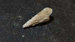 Gastropod