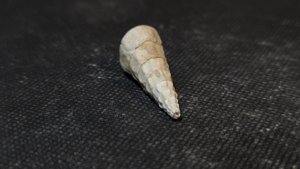 Gastropod