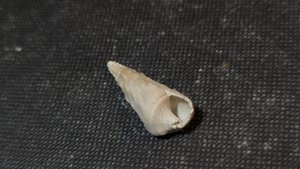 Gastropod
