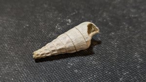 Gastropod