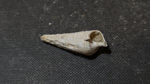 Gastropod