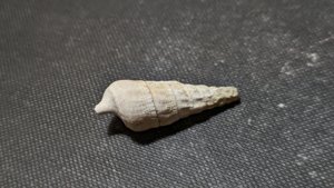 Gastropod