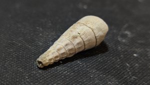 Gastropod