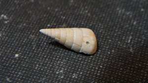 Gastropod