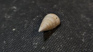 Gastropod