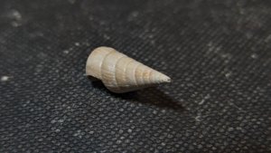 Gastropod