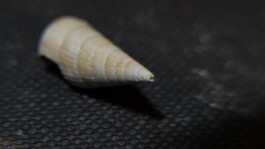 Gastropod