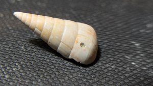 Gastropod