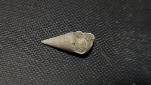 Gastropod
