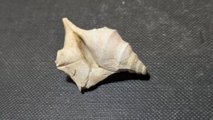 Pelican foot shell