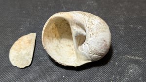 Gastropod, genus Naticarius - Aperture with operculum