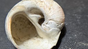 Gastropod, genus Naticarius