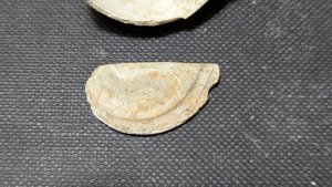 Gastropod, genus Naticarius - Aperture with operculum