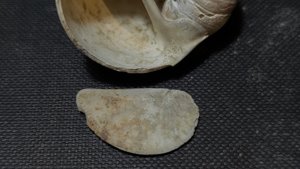 Gastropod, genus Naticarius - Aperture with operculum