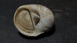 Gastropod, genus Naticarius - Aperture with operculum
