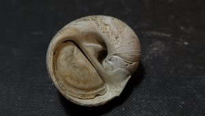 Gastropod, genus Naticarius - Aperture with operculum