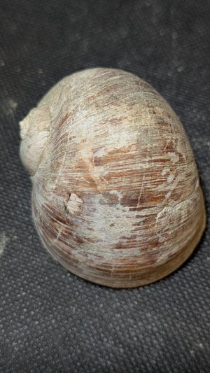 Gastropod, genus Naticarius