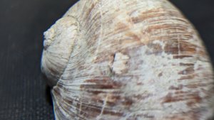 Gastropod, genus Naticarius