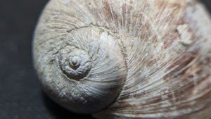 Gastropod, genus Naticarius