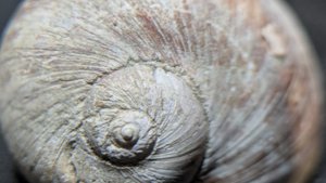Gastropod, genus Naticarius