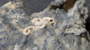 Oyster with a gastropod or worm tube