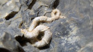 Oyster with a gastropod or worm tube