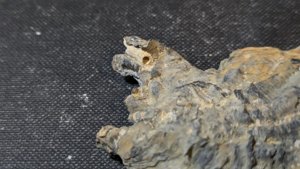 Oyster with a gastropod or worm tube