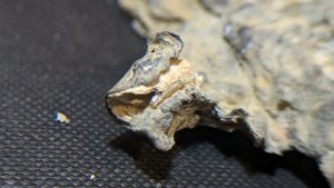 Oyster with a gastropod or worm tube