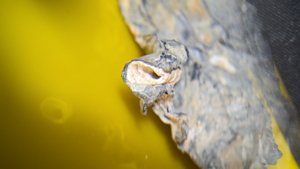 Oyster with a gastropod or worm tube