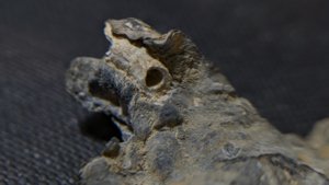 Oyster with a gastropod or worm tube