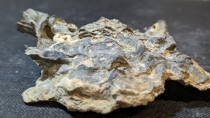 Oyster with a gastropod or worm tube