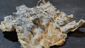 Oyster